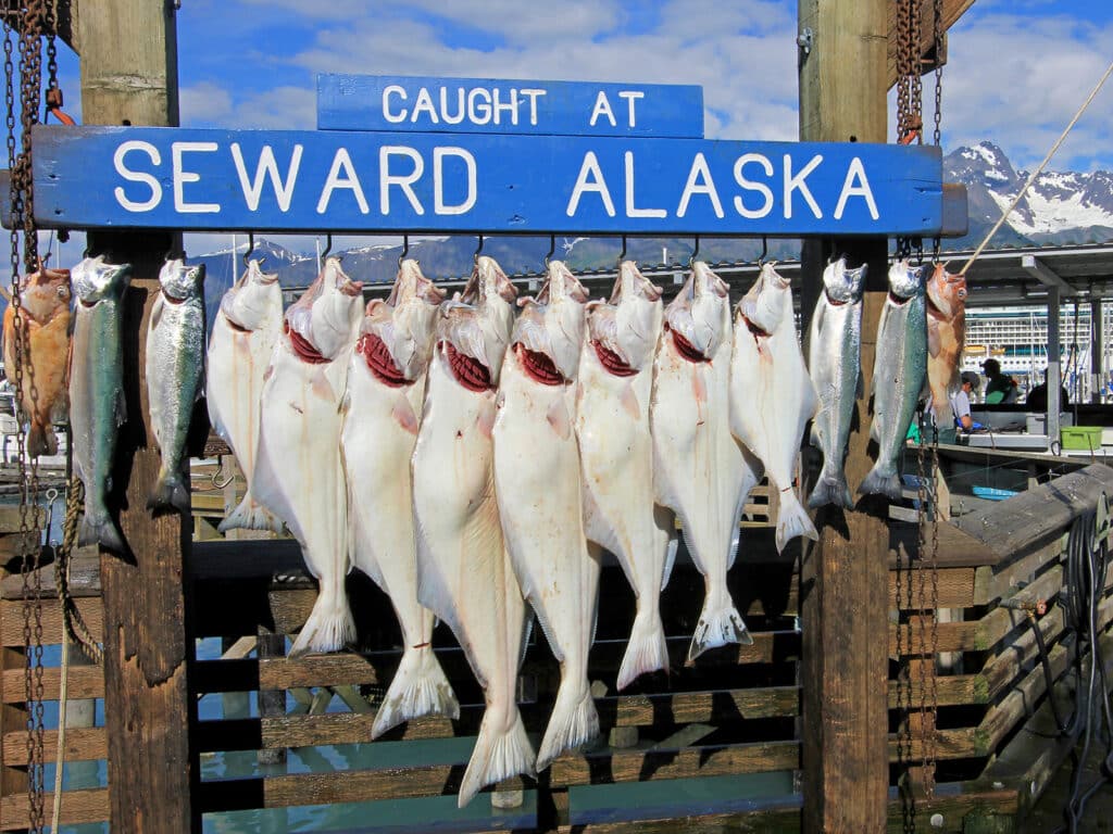 Alaska halibut