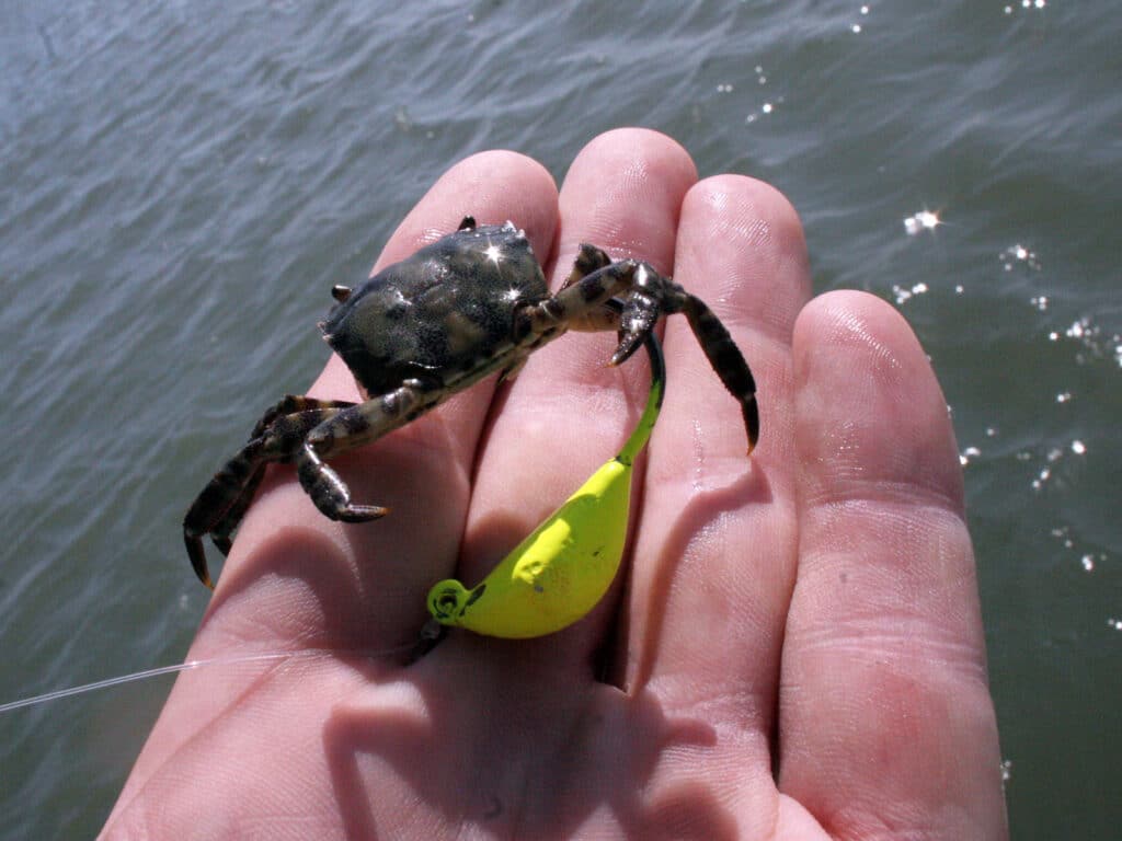 bottom bouncer jig and crab bait