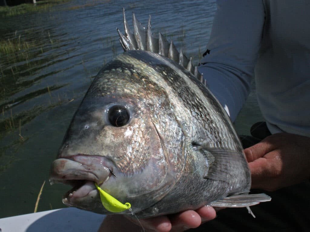 jig and crab catches a sheepshead