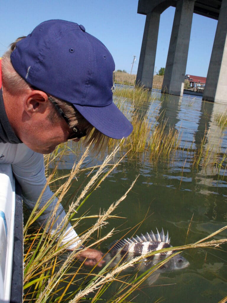 New Jersey sheepshead released