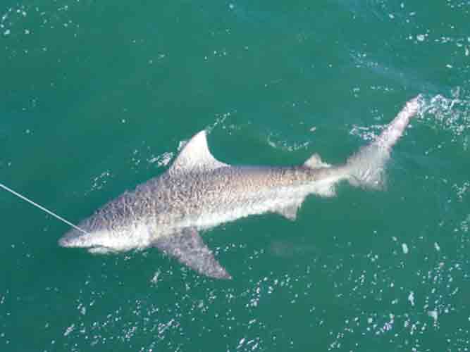 bull shark caught on long line