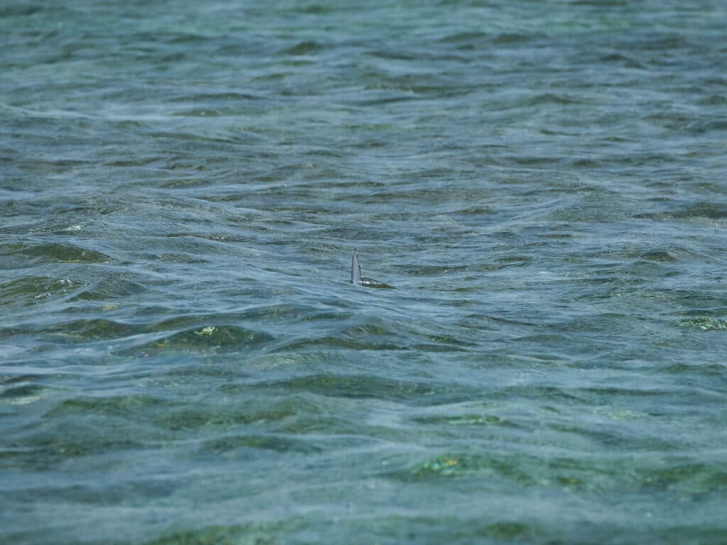 Flats fishing in Belize