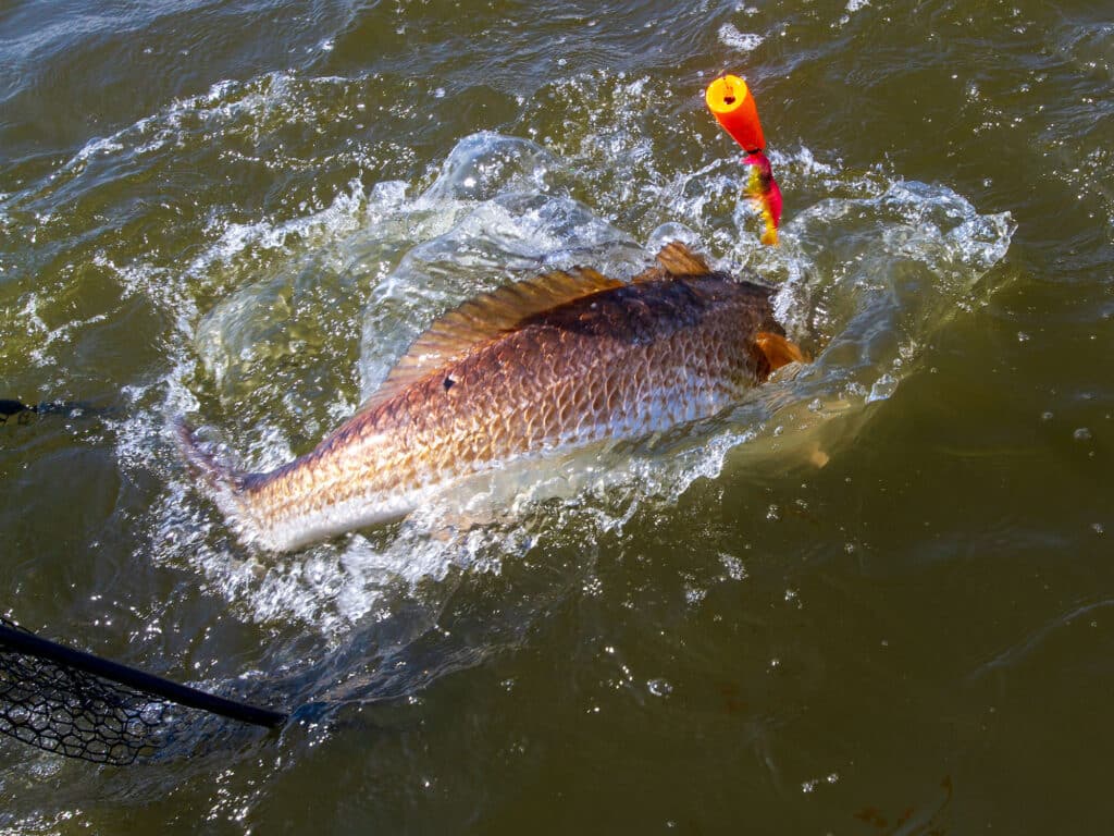 Redfish being netted in North Carolina