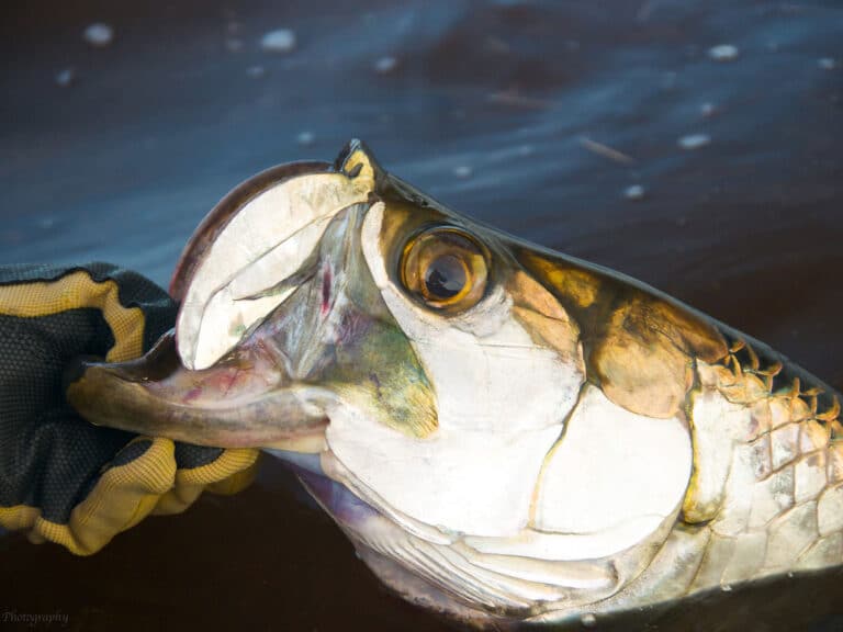 Snook Fishing, How to Catch Snook
