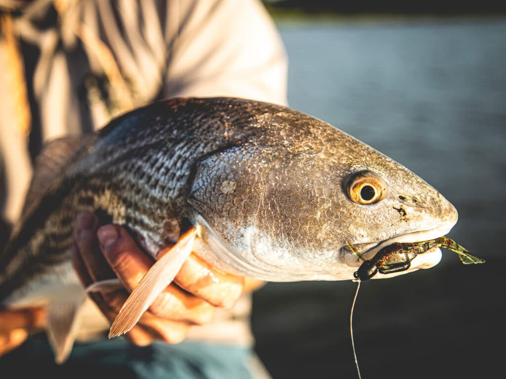 Redfish caught in Charleston