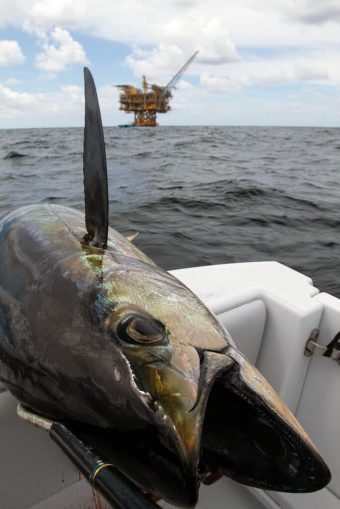 Large tuna caught near oil rig off Venice, Louisiana