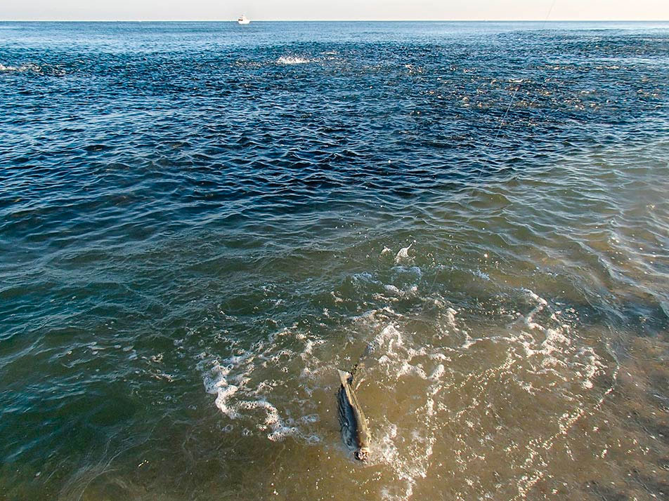 Striper chasing mullet