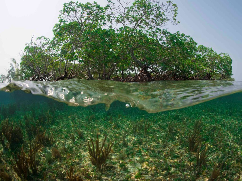 Mangroves and the water and corals underneath