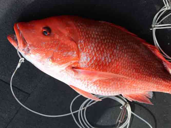 red snapper caught on long lines