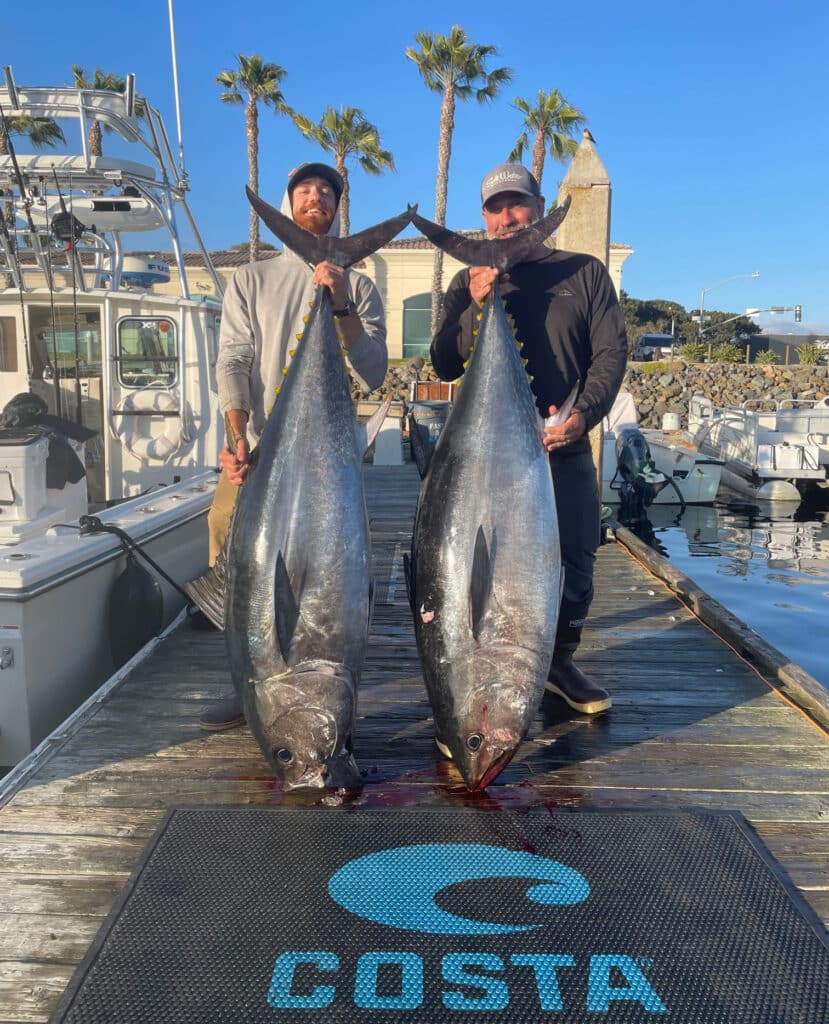 California bluefin tuna