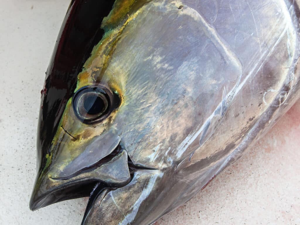California yellowfin tuna
