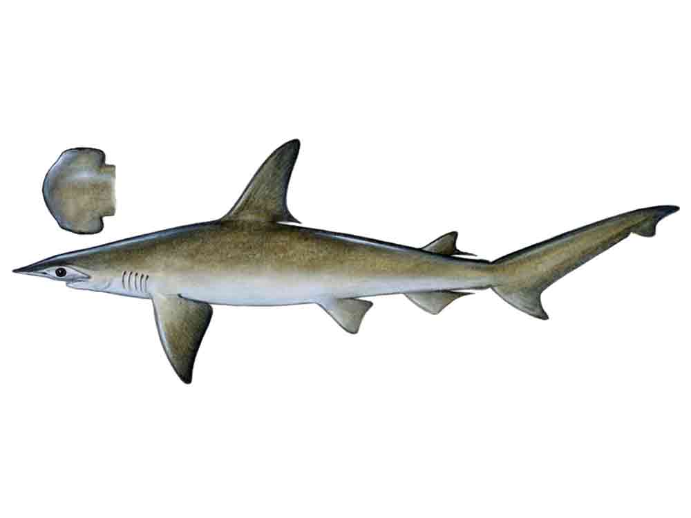 Bonnethead shark illustration