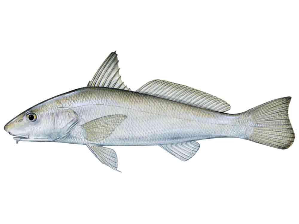 Gulf kingfish whiting