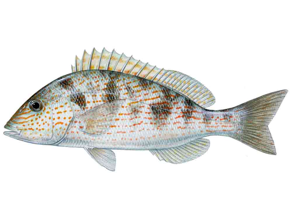 Pigfish illustration
