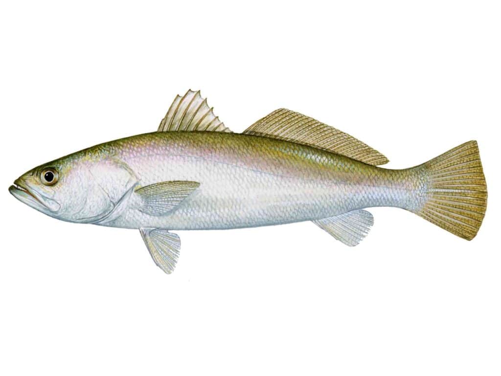 Sand Seatrout illustration