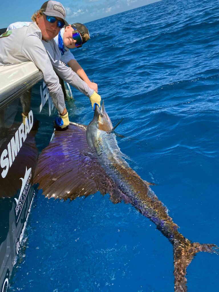 sailfish in water during release