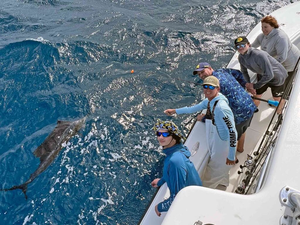 sailfish catch and release