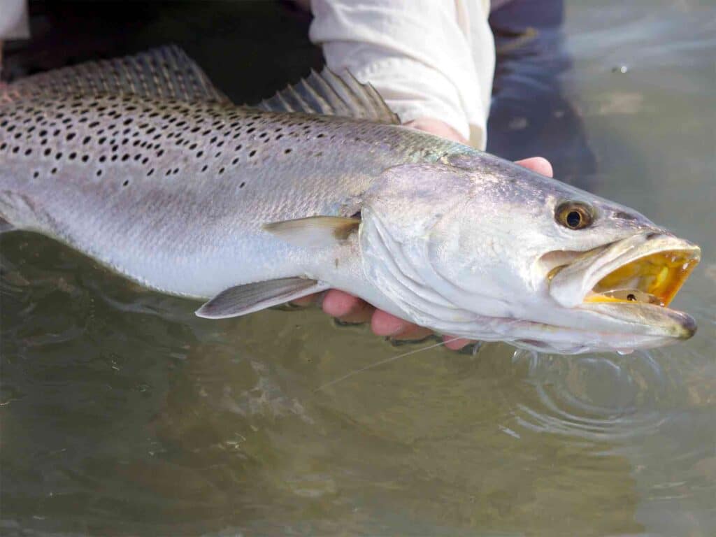 spotted seatrout release