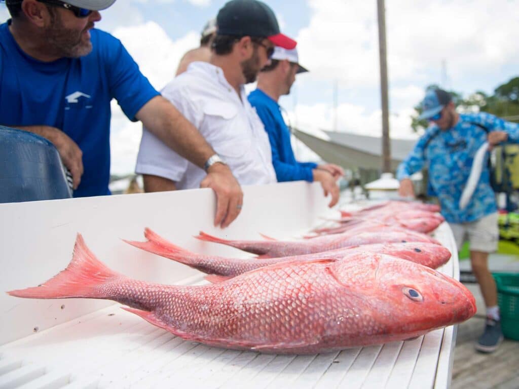 Red snapper caught in the Gulf
