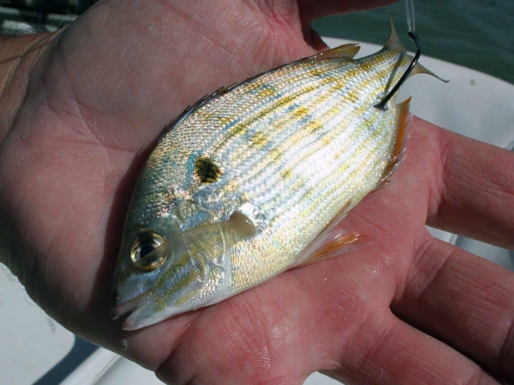 pinfish baitfish