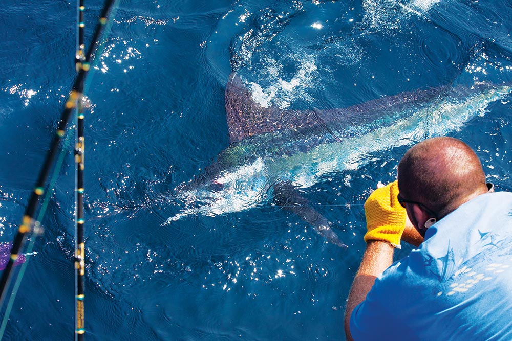 White marlin boatside