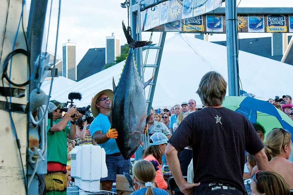 Bigeye tuna being weighed