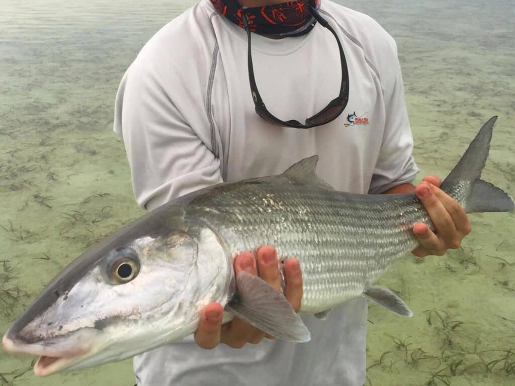 chub cay bonefish