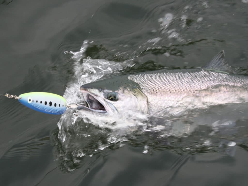 salmon caught on spoon