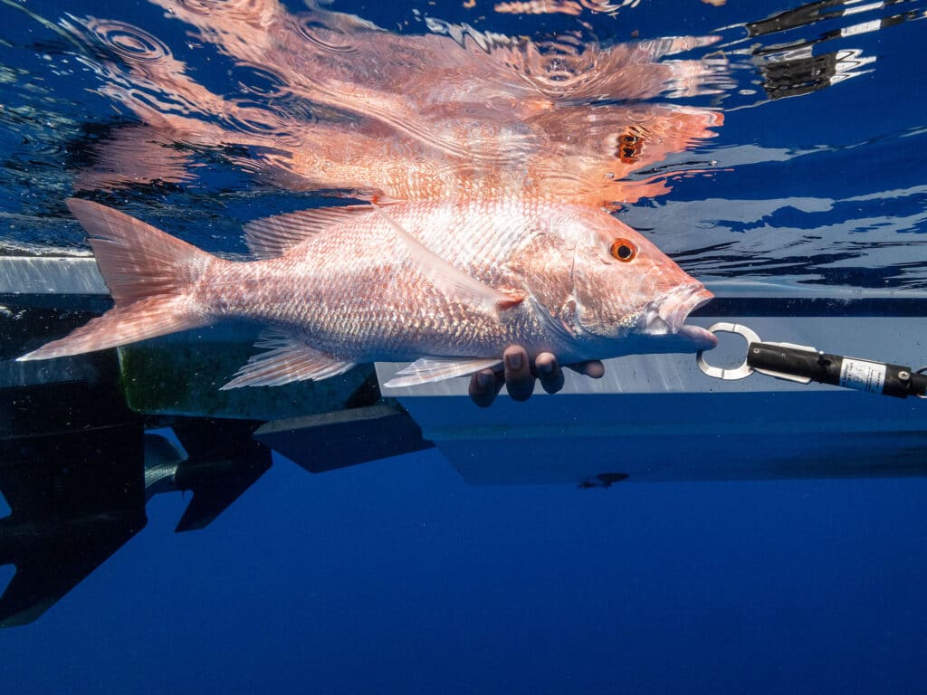 red snapper release with descender device