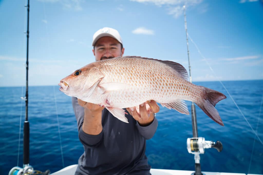 Gray snapper caught in the Gulf