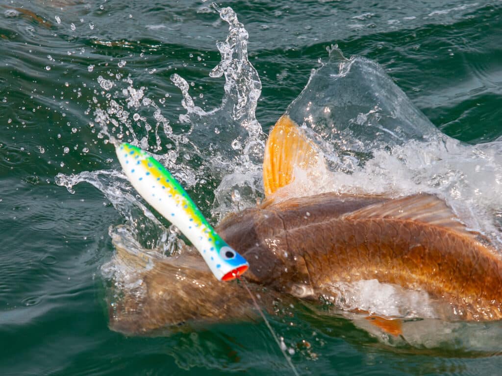 Redfish chases topwater plug