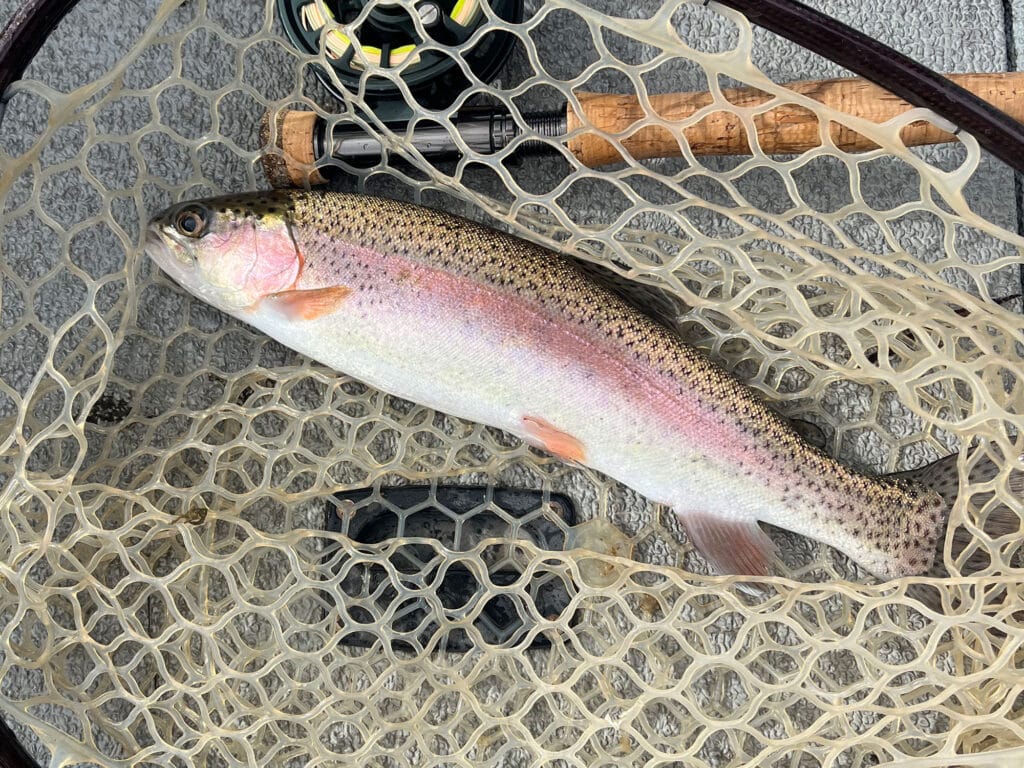 Utah rainbow trout