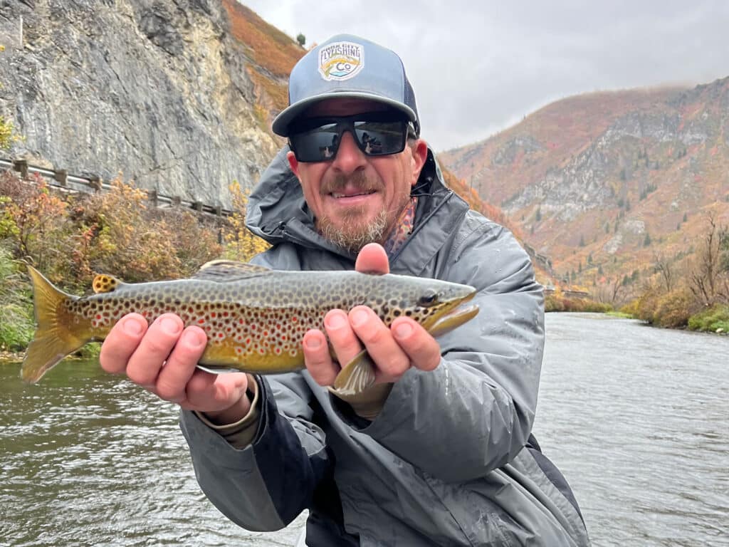 Utah fly fishing brown trout