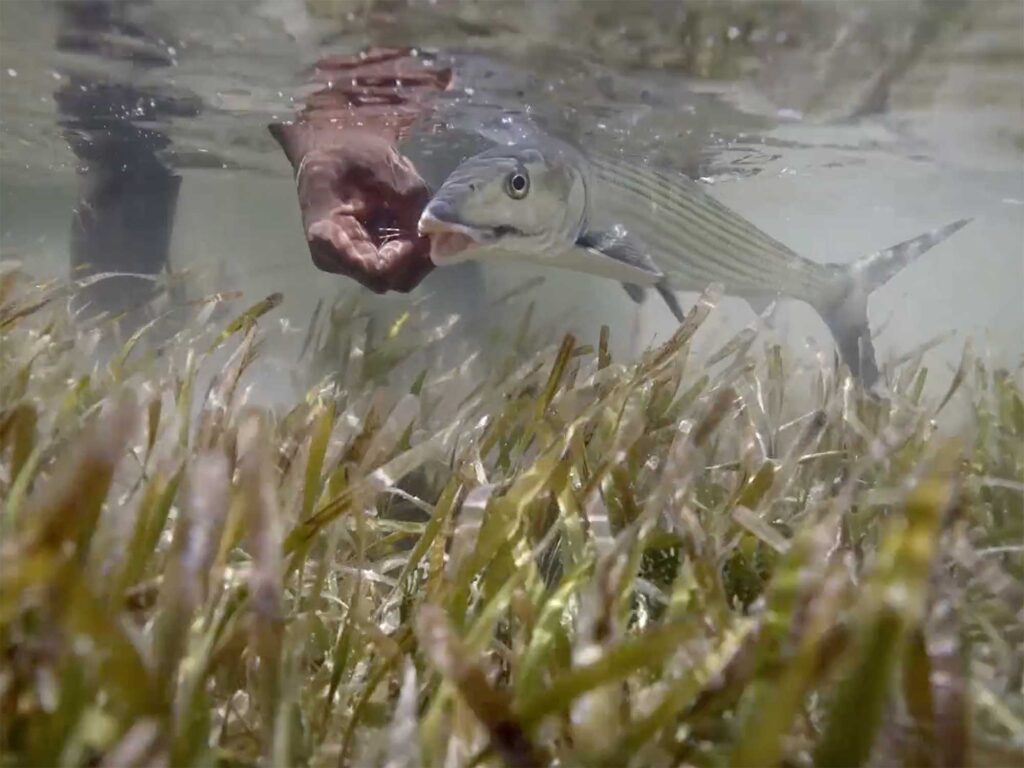 Bonefish catch and release
