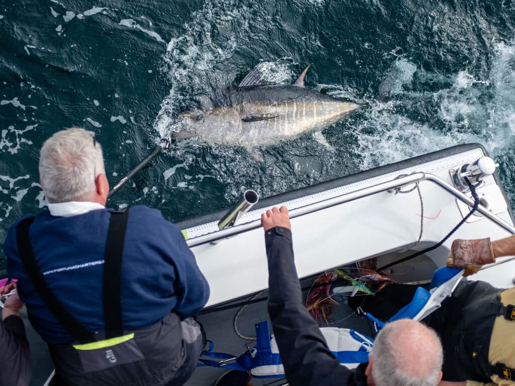 UK bluefin tuna release