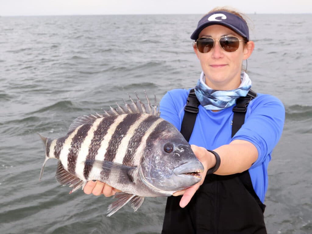 How To Rig Fiddler Crabs To Catch More Sheepshead