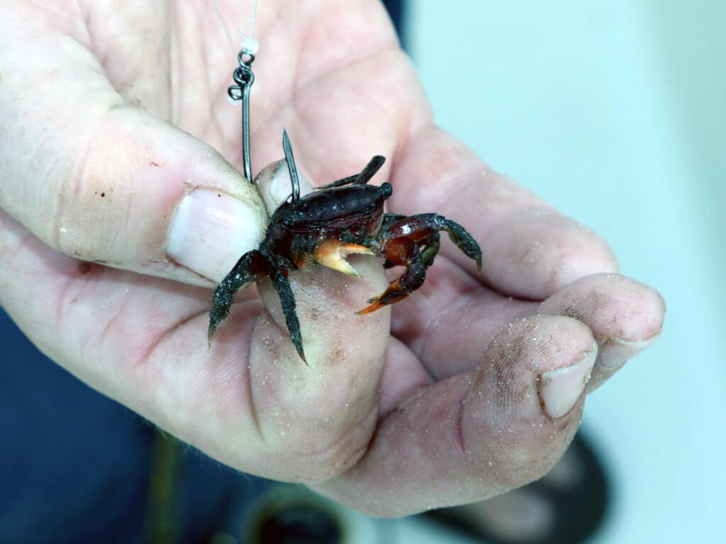 fiddler crab as bait