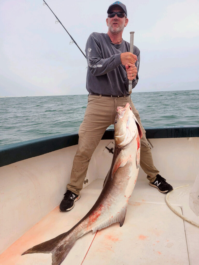 Gaffing a cobia