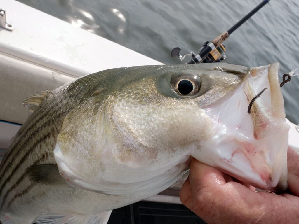 Maryland Chesapeake Bay striped bass