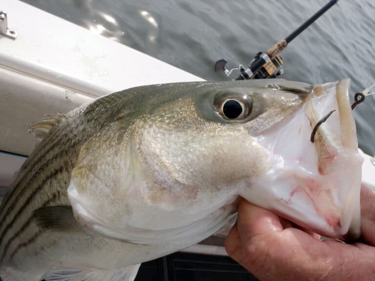 Pro Tips For Fishing For Stripers. Guide To Catching Trophy Bass