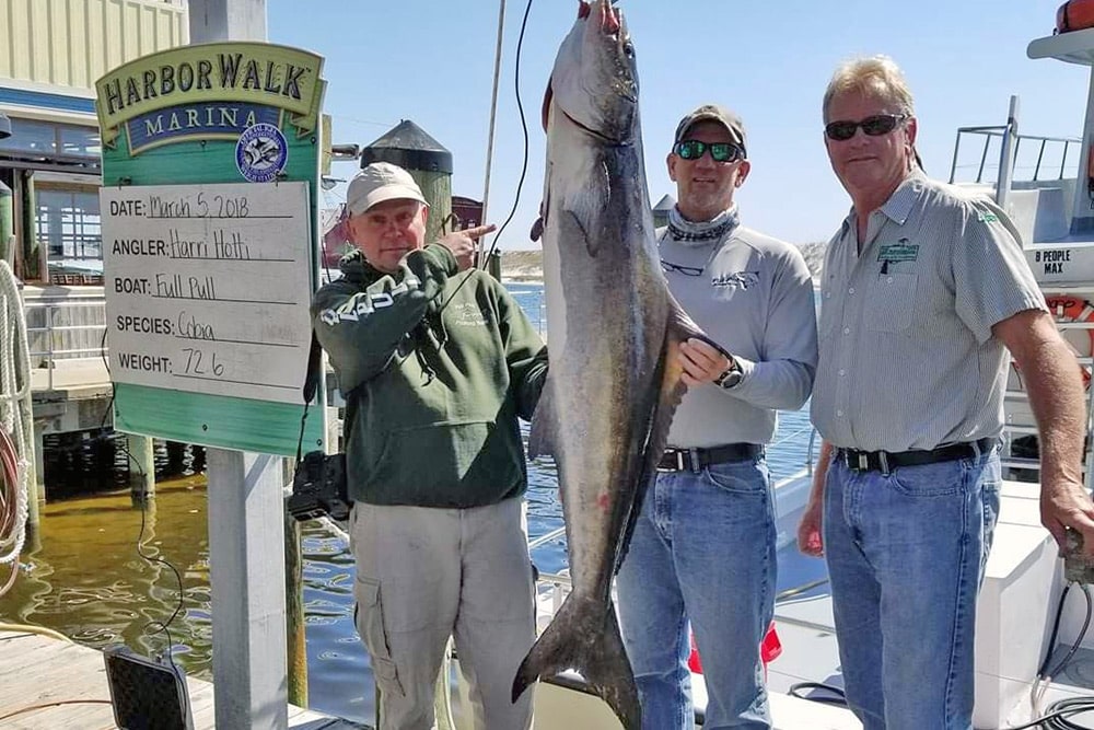 Florida's Cobia Are Missing