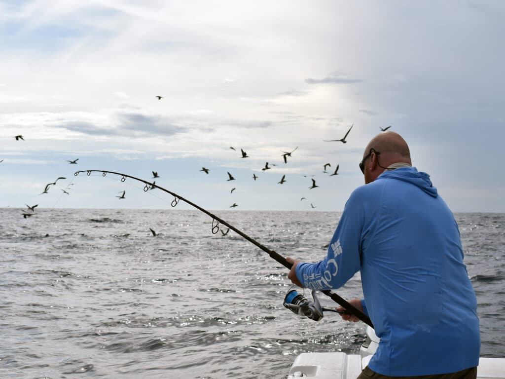 Tuna fishing near birds