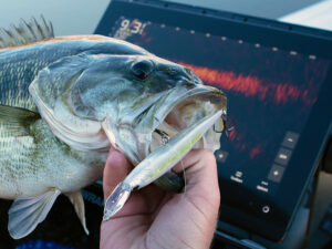 largemouth bass caught with forward facing sonar