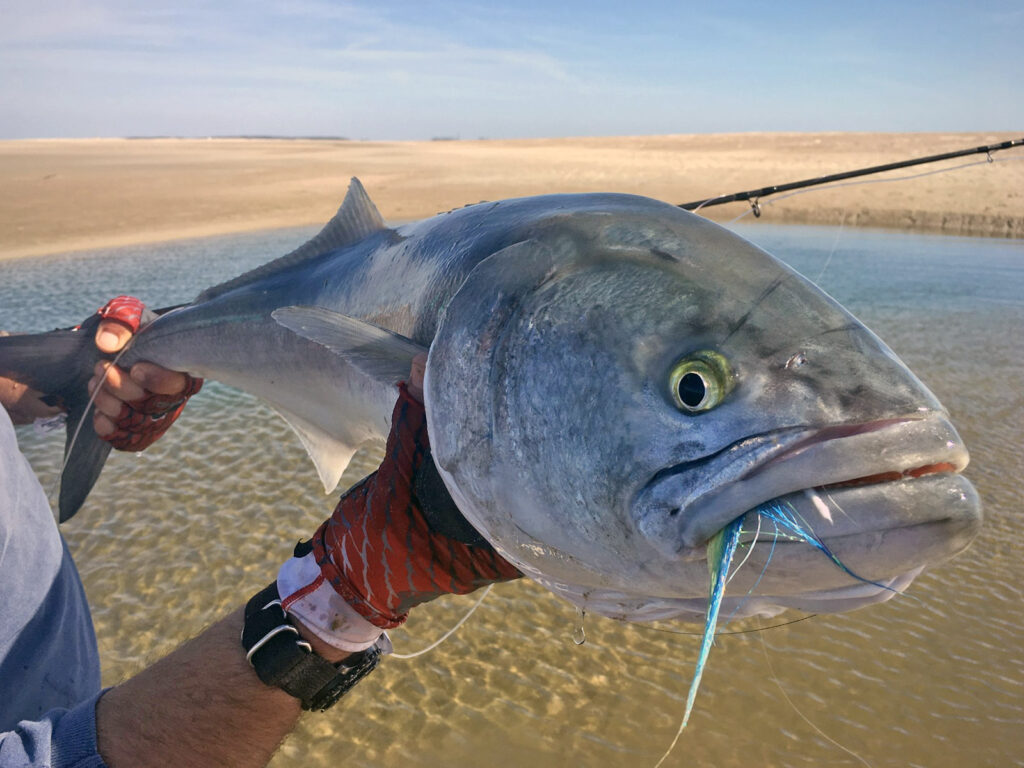 a bluefish caught fly fishing