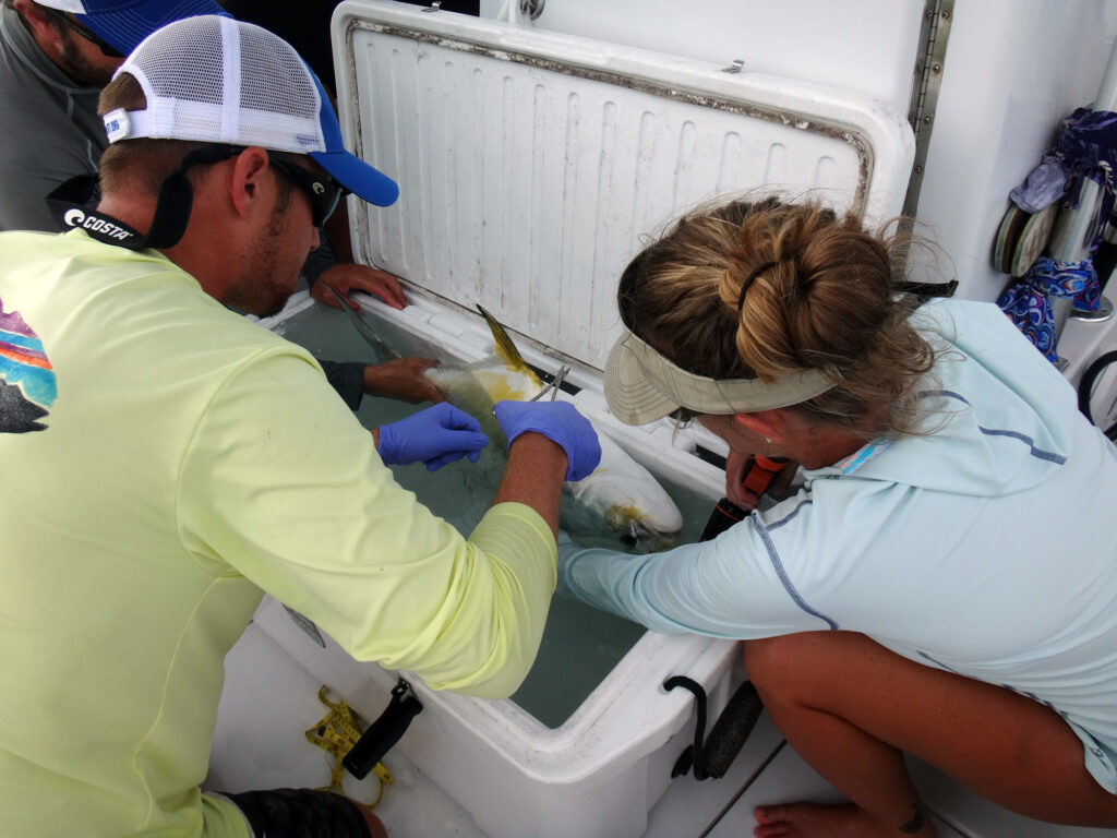 Florida Keys permit research