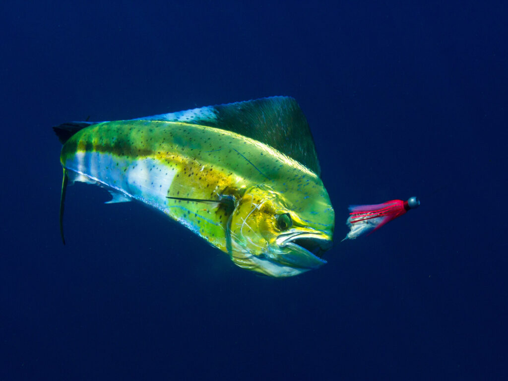 underwater photo of a dorado mahi
