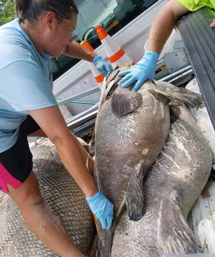 dead goliath grouper in florida
