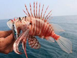 Plaintail lionfish caught on a metal jig