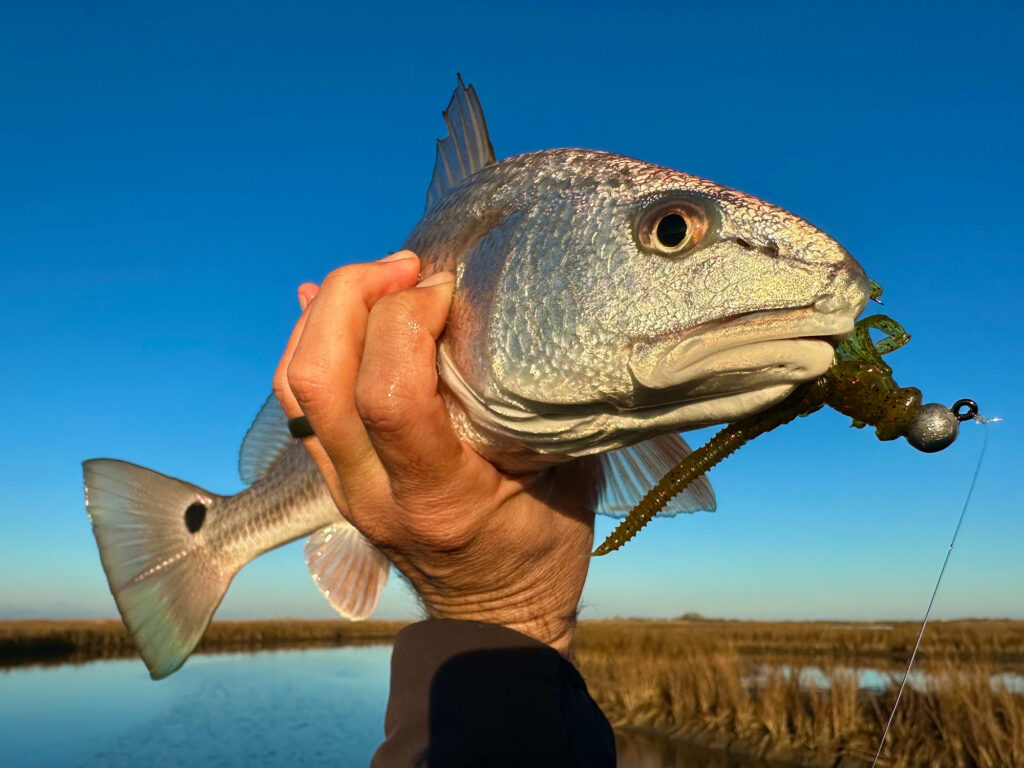 Louisiana redfish caught on a jig