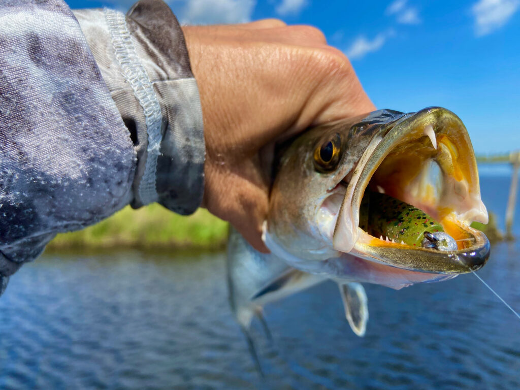 https://www.sportfishingmag.com/uploads/2024/04/speckled-trout-paddle-tail-1024x768.jpg